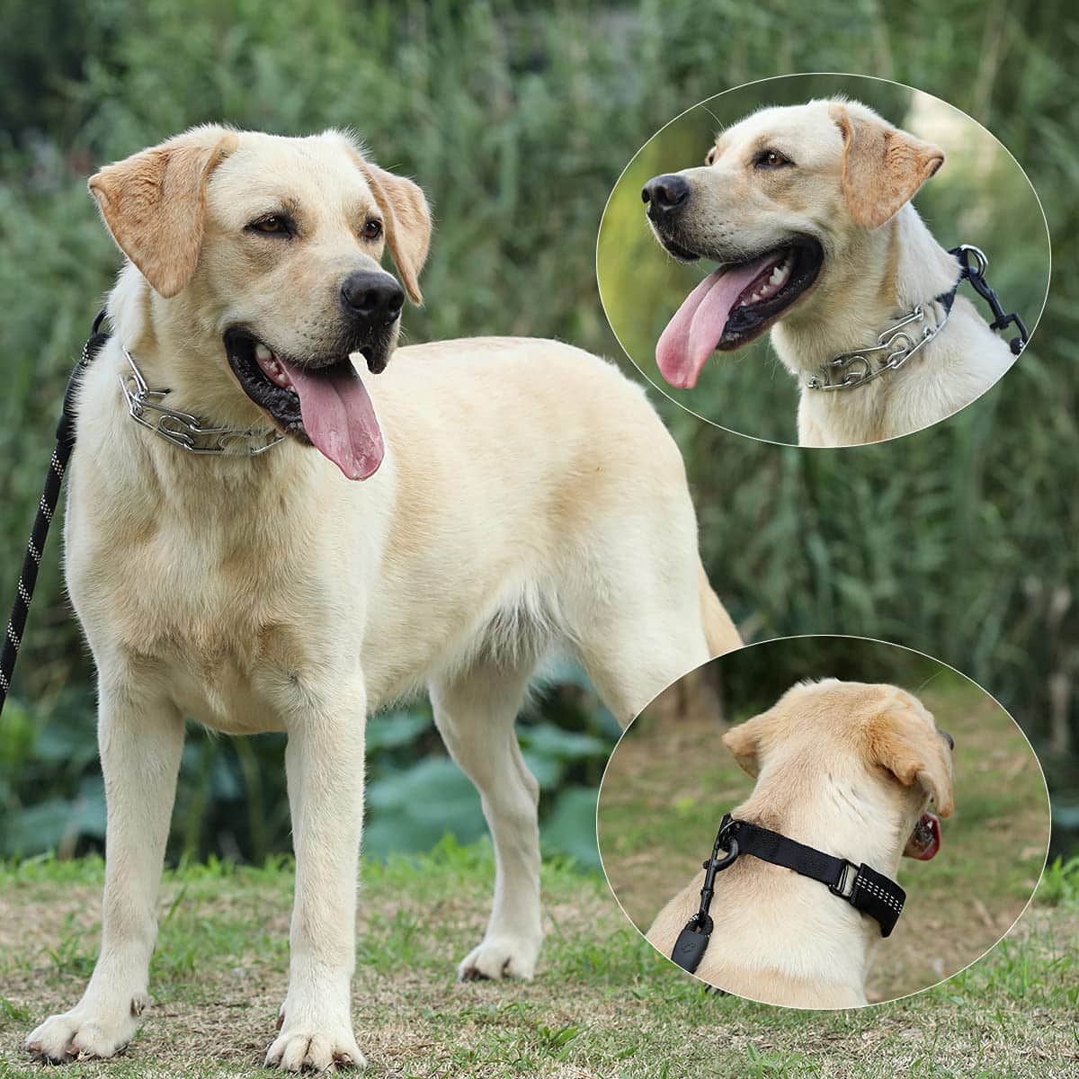 Dog Training Collar with Buckle For Large Dogs(Removable cap)
