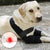 Adjustable Dog Elbow Protector - Canine Front Leg Brace