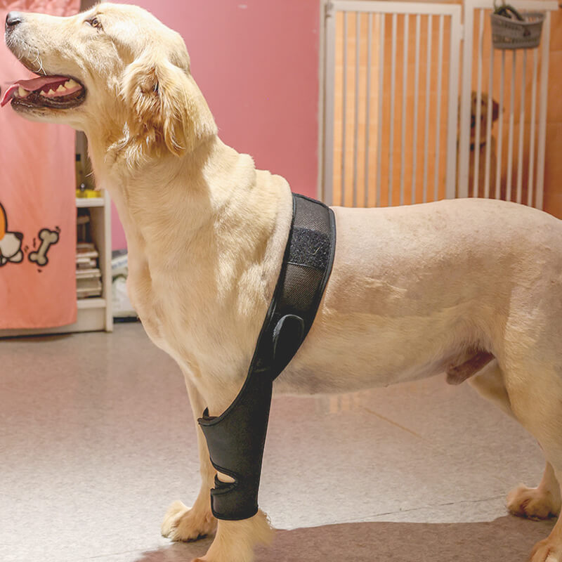 Neoprene Rear Dog Knee Brace for Torn ACL