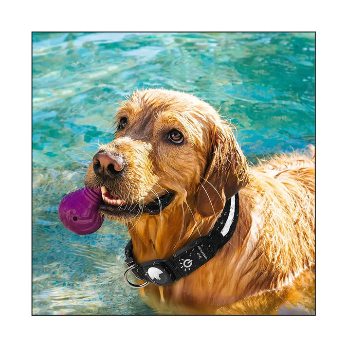 Premium GPS Dog Collar with LED Light