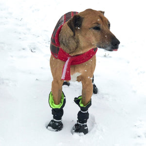 Dog Waterproof Boots | Protect Your Pup in Style and Comfort