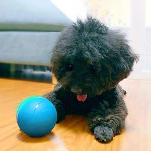 Magic Ball Pet Motion Toy