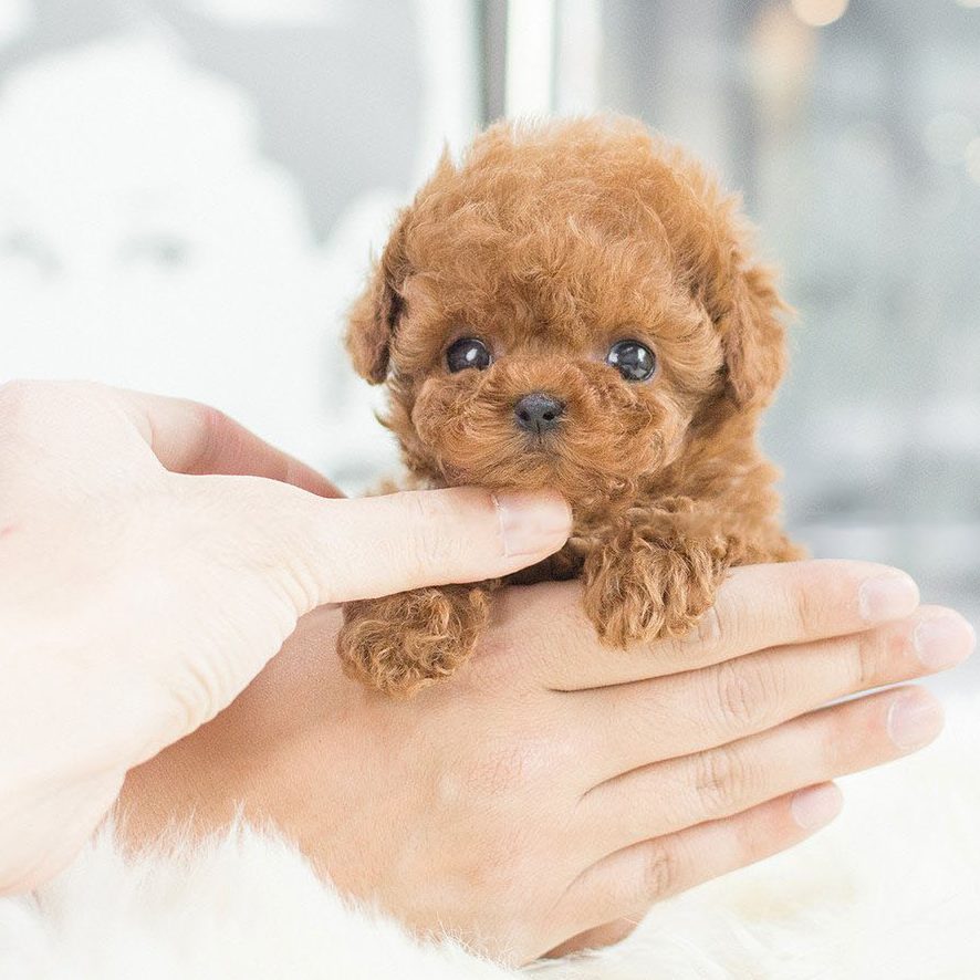 Buddy Robot Puppy