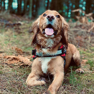 Personalised No Pull Dog Harness