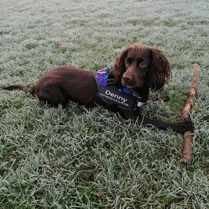 Personalised No Pull Dog Harness