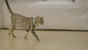 Electric Smart Amusing Collar for Kittens: Wearable USB Rechargeable Cat Laser Collar - Interactive Toy for Feline Fun!