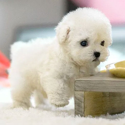 Buddy Robot Puppy