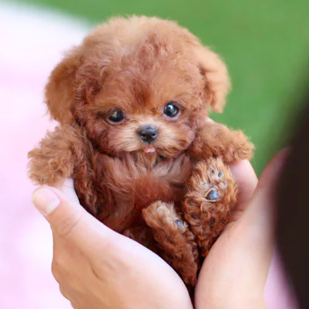 Buddy Robot Puppy